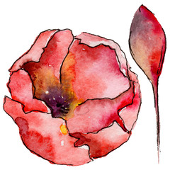 Wildflower tulip flower in a watercolor style isolated. Full name of the plant: tulip. Aquarelle wild flower for background, texture, wrapper pattern, frame or border.