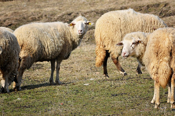 Naklejka premium sheep