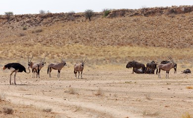 Wildtiere im Kgalagadi Transfrontier Park.