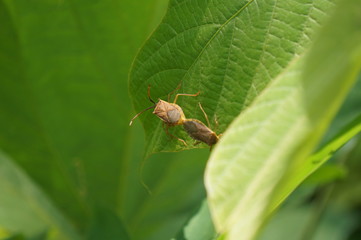 カメムシの交尾