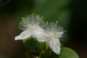 雄しべの長い花