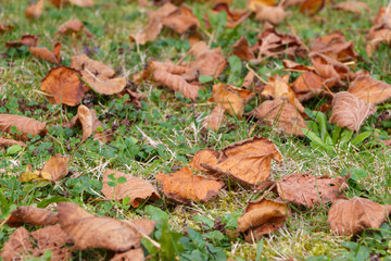 Feuilles mortes sur pelouse