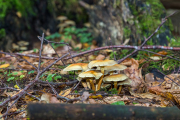 Svampar på stubbe i en granskog