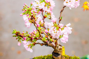 beautiful blooming pink sakura flowers are in front of soft natural background under blue sky, Japan.