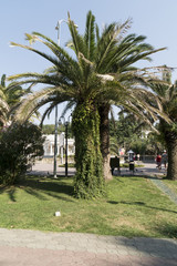 Fototapeta premium palm