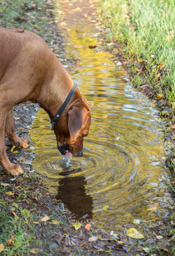 Hund dricker vatten fr&aring;n en vattenp&ouml;l
