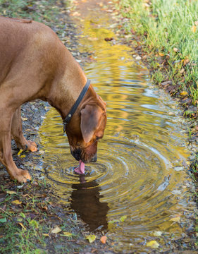Hund dricker vatten fr&aring;n en vattenp&ouml;l