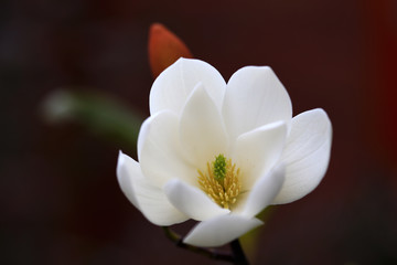 Magnolia Cinderella 