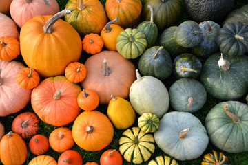 Colorful varieties of pumpkins and squashes