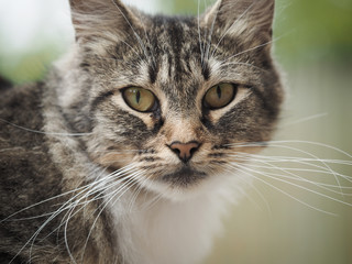 Portrait of a street cat with long whiskers