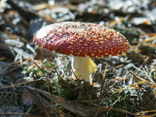 Close up of fly agaric or fly amanita (Amanita muscaria), a mushroom with red cap, white spots, white stem and white veil with focus on the stem and the veil