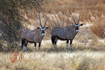 Oryxantilopen