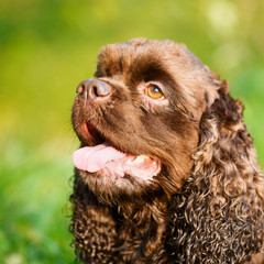 Fototapeta premium spaniel dog