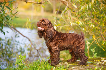 spaniel dog