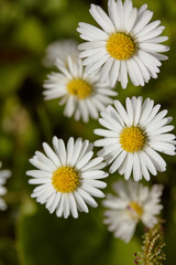 Close up of daisies from above