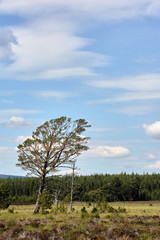 Tree leaning to right with blue sky with clouds