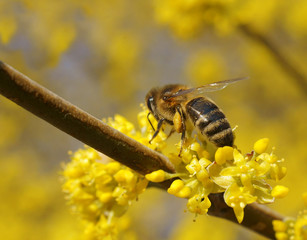 Flowering cornel and bee