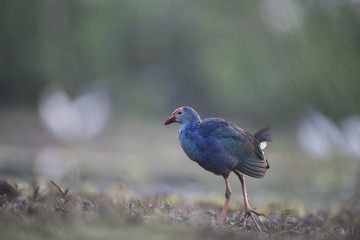 Western swamphen