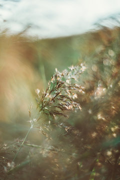 Plants at sunset