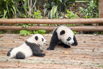 Obraz premium Picture of two cute giant pandas.