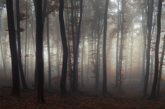 Fairytale forest with fog and red leaves