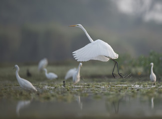 Great Egret Taking  off
