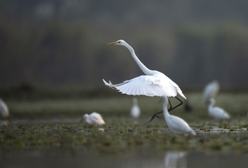 Great Egret Taking  off