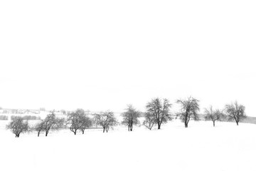 Trees in winter in Estonia