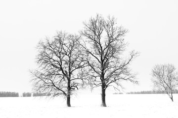 Fototapeta na wymiar Winter nature in Estonia