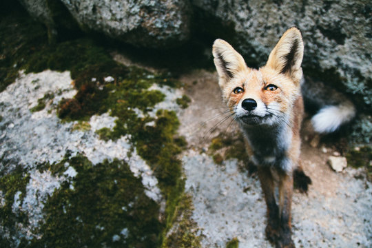Cheeky fox looking to camera on rock landscape