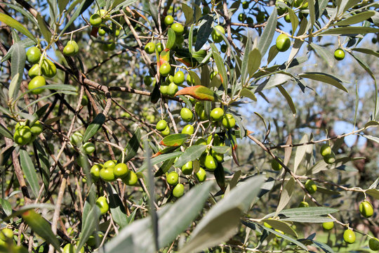 Green olives in a olive tree branch. Olive tree with green olives, close up. Concept of olives, tradition. Olive growing. Olive grove before harvesting olives. Healthy food. Mediterranean.