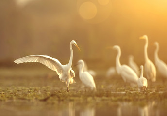 Great Egret at sunrise