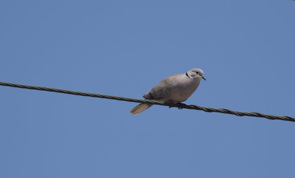 Ring Necked Dove