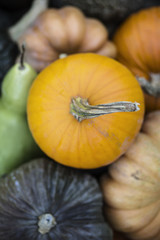 Sfondo: diverse qualit&agrave; di zucche in un cesto, riprese dall'alto