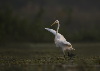 Great Egret 