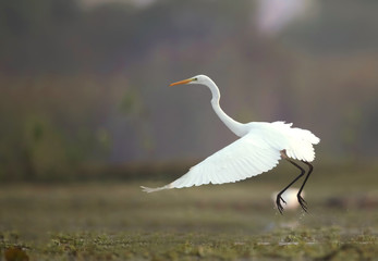 Great Egret Taking  off