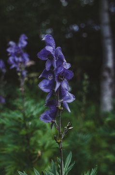Wolfsbane flower