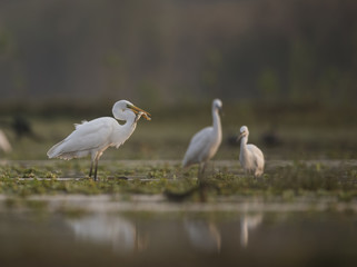 Great Egret Hunting