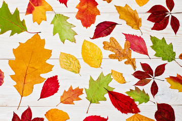 Autumn leaf on wood white background (top view)