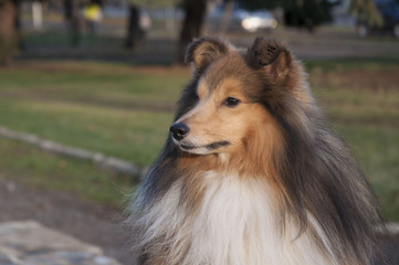 sheltie