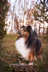 sheltie