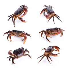 Crab (Field crab) Isolated on white background