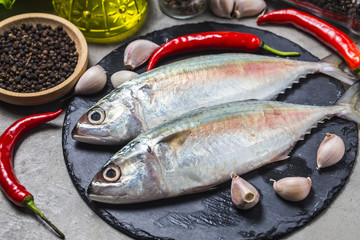 Indian mackerel Rastrelliger kanagurta