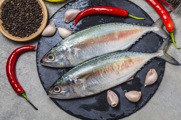 Indian mackerel Rastrelliger kanagurta