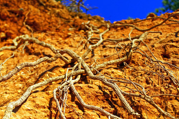 Raíces de pino (Pinus halepensis)