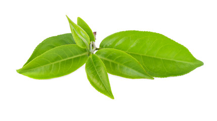 green tea leaf isolate