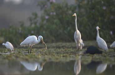 Great Egret Hunting