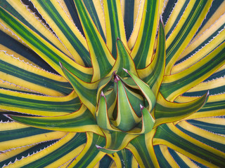 Top view , Agave americana , sentry plant..
