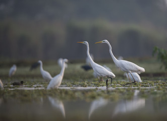 Flock of great egrets