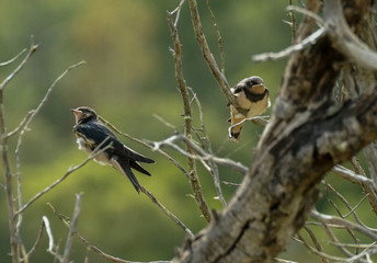 Hirondelles © Franck Monnot
